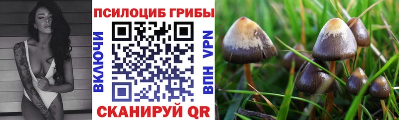 Псилоцибиновые грибы Psilocybe  продажа наркотиков  Таштагол 